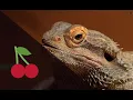 Can Bearded Dragons Eat Cherries Can Bearded Dragons Have Cherries