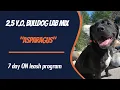 BULLDOG LAB MIX DOG TRAINING