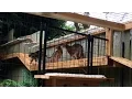 Who Let the Cats Out Deluxe Cat Enclosure