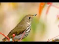 Download Lagu Humming bird theme ringtone