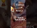 Download Lagu Remembering Berani 🕊️🦧#gorilla #denver #gorillatag #zoo #monkey #wildlife