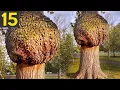 15 Most Unusual Trees In The World