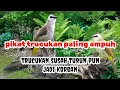 Download Lagu PIKAT TRUCUKAN PALING AMPUH | pikat trucukan susah turun