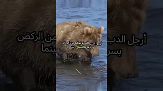 الدب البني ملك الغابة وقوته المرعبة 