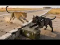 Leopard vs cane Corso dog who will win