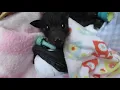 Lagu A Basket Of Beautiful Baby Bats