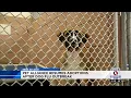 Orlando Pet Alliance adopting dogs again