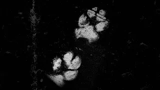     مشكلة   حسين دندنها