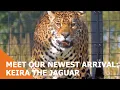 Download Lagu Meet Our Newest Arrival; Keira The Jaguar!