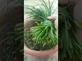 Lagu Rain lily trimming #viralvideo#nature#plants#shorts#plants