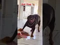 Download Lagu One Month Vs One Year rottweiler transformation #feed #shorts #song #love #pets #rottweiler#views