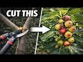 Cut THESE Branches for More Figs