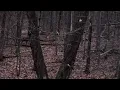 First filmed hunts NY deer season 2025 success