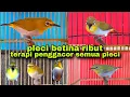 Download Lagu Call Pleci Betina || Pleci Betina Ribut Memanggil Jantan ||Terapi Pleci Koloni