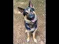 Adopt Roscoe at Best Friend Dog and Animal Adoption Inc 7 21 26