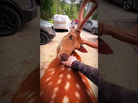 हिरण को लड़के की मसाज इतनी पसंद आई कि वो बार-बार उसके पास आने लगा! 🦌❤️