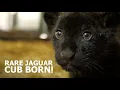 Download Lagu RARE JAGUAR CUB BORN! - The Big Cat Sanctuary