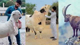 tik tok eid ul adha special tik tok trending videos