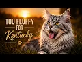 Exploring Kentucky Too Fluffy for This Heat A Maine Coon s Day Out