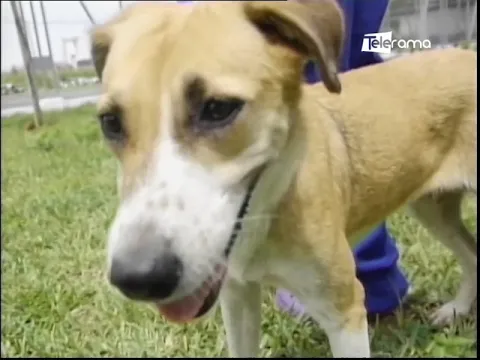 En Guayaquil más de mil mascotas ya tienen carnet de identidad ¿Cómo obtenerlo?