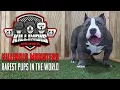 EXTREME AMERICAN BULLY PUPPIES FROM THE WORLD FAMOUS KILLINOIS KENNELS
