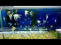 Kevin s Pet Store Birmingham - Erdington area cz 3