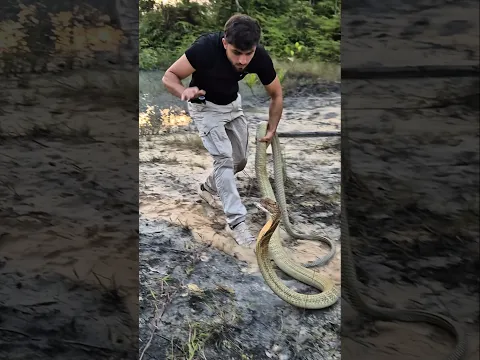 Animales más Venenosos del Mundo ! 🌏