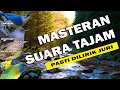 Download Lagu MASTERAN SUARA TAJAM UNTUK BURUNG FIGTHER‼️ AUTO DILIRIK JURI DENGAN NILAI TINGGI‼️