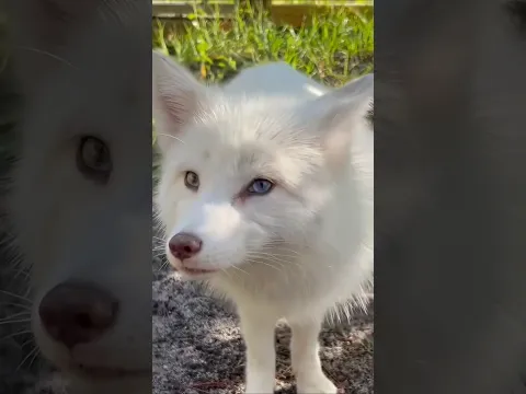 Help us name this beautiful heterochromia fox!