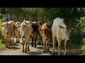 Download Lagu Puluhan sapi lembu yang jinak,dijalan pedesaan,kerumunan lembu berlarian menuju ladang rumput rimbun