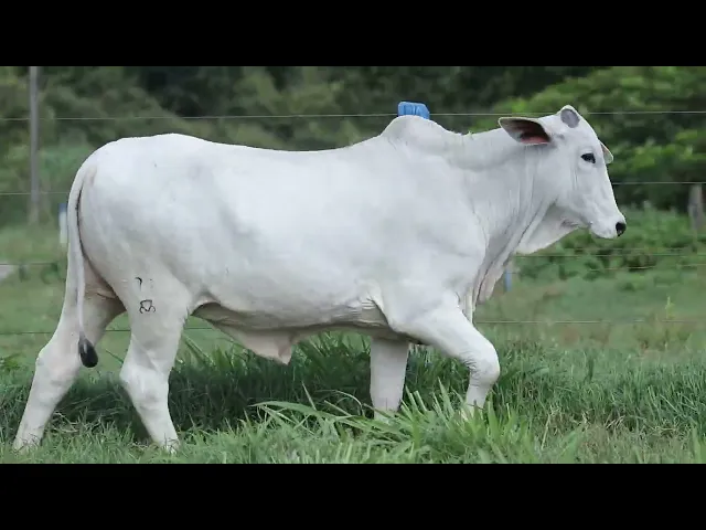 Novilha Nelore CMT - 573