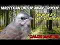 Download Lagu Masteran Buat Anak Trucuk !! Pancing Suara Jitu Biar Gacor Dan Ropel