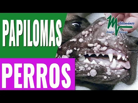 Download MP3 VERRUGAS EN PERROS/Papilomatosis vírica/Papilomas perros