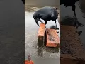 Talented Bird Crow 🐦‍⬛ #shortvideo