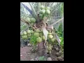 Download Lagu Indian big banana fruit,🍌🍌🍌🍌🍌🍌🍌