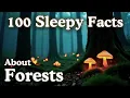The Most Relaxing Forest Facts to Fall Asleep To Dreamy Science