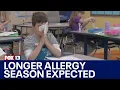 Longer fall allergy season expected FOX 13 Seattle