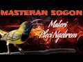 Lagu Masteran Sogon x Pleci Nembak Brem Rapat, #masteransogon #pancingansogon #sogongacor 