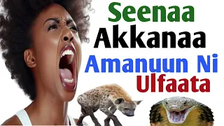Seenaa Akkanaa Amanuun Ni Ulfaata 