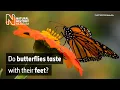 Do butterflies taste with their feet Surprising Science