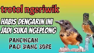 Download kretekan pembangkit emosi murai batu trotol ,awas trotolmu nanti ikut gacor ngamuk_ngamuk !!! MP3