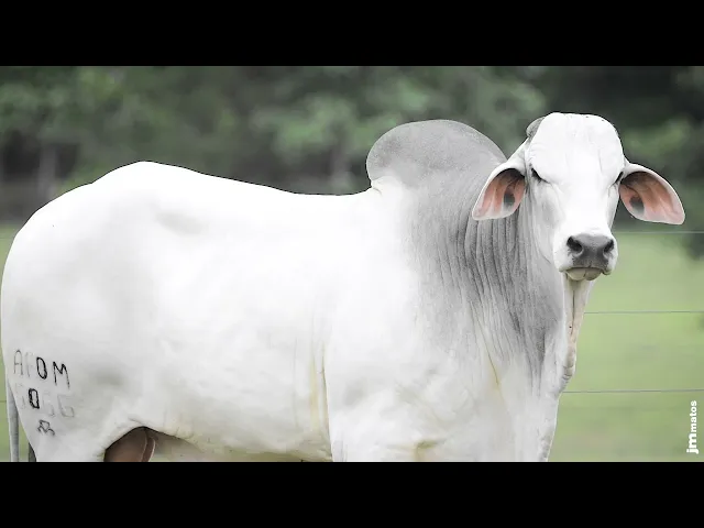 Touro Nelore AFOM - 5066