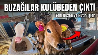 KULÜBEDEN ÖZGÜRLÜĞE! Buzağıları Açık Alana Salıyoruz