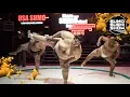 Sumo Sushi Show Teaser