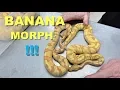 Featured Morph The Banana Ball Python Gene