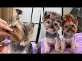 Yorkie haircut with a ponytail and tipped ears