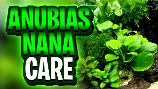 دليل العناية بنبات أنوبياس نانا  نصائح مجربة للحفاظ على مظهر هذا النبات المذهل  دندنها