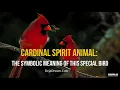 Cardinal Spirit Animal The Symbolic Meaning Of This Special Bird