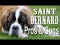 Saint Bernard Dogs Pros and Cons of Owning this Beloved Breed