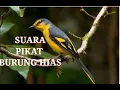 Download Lagu Suara PIKAT BURUNG MANTENAN dan SEMUA JENIS BURUNG KICAU